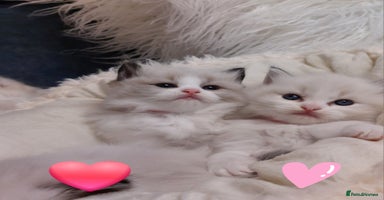 Ragdoll cats Beautiful Ragdoll  kittens raised with ❤️ - Advert 3