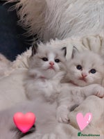 Ragdoll cats Beautiful Ragdoll kittens raised with ❤️ - Advert 3