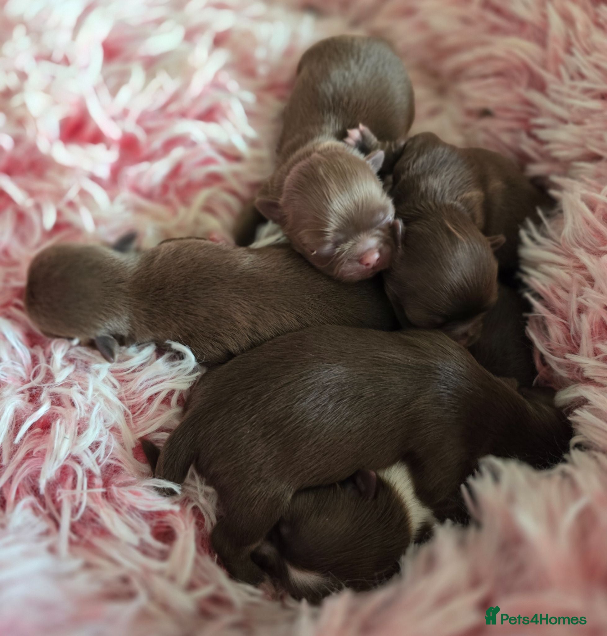 Chihuahua dogs Xx stunning Quality Kc chocolate litter Xx - Advert 1