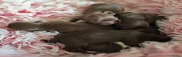 Chihuahua dogs for sale: Xx stunning Quality Kc chocolate litter Xx - Advert 18