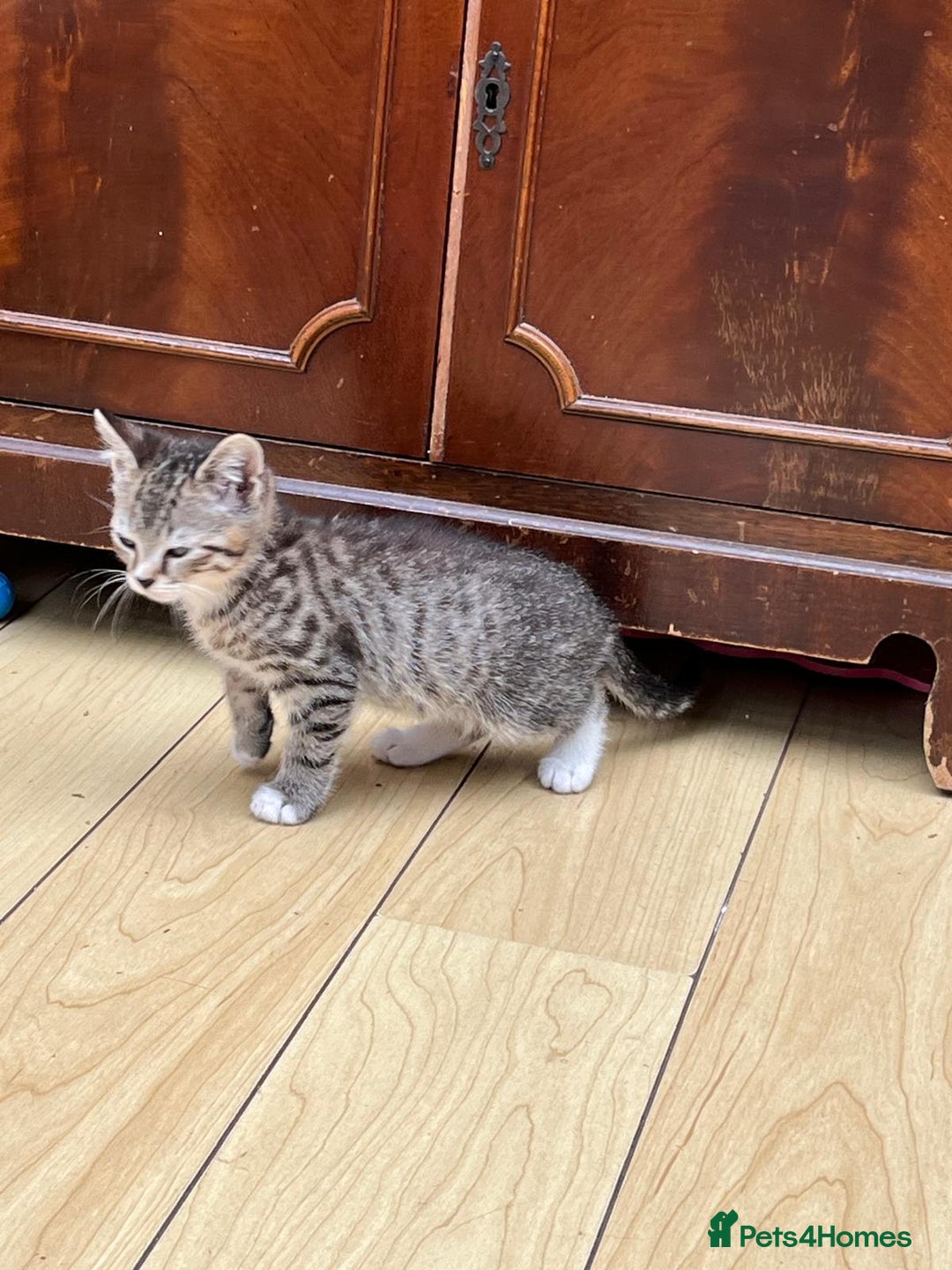 Mixed Breed cats for sale: Tuxy & Stripy - two gorgeous boys for sale - Image 16