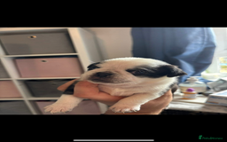Pug dogs for stud: Proven pug *STUD* - Image 12