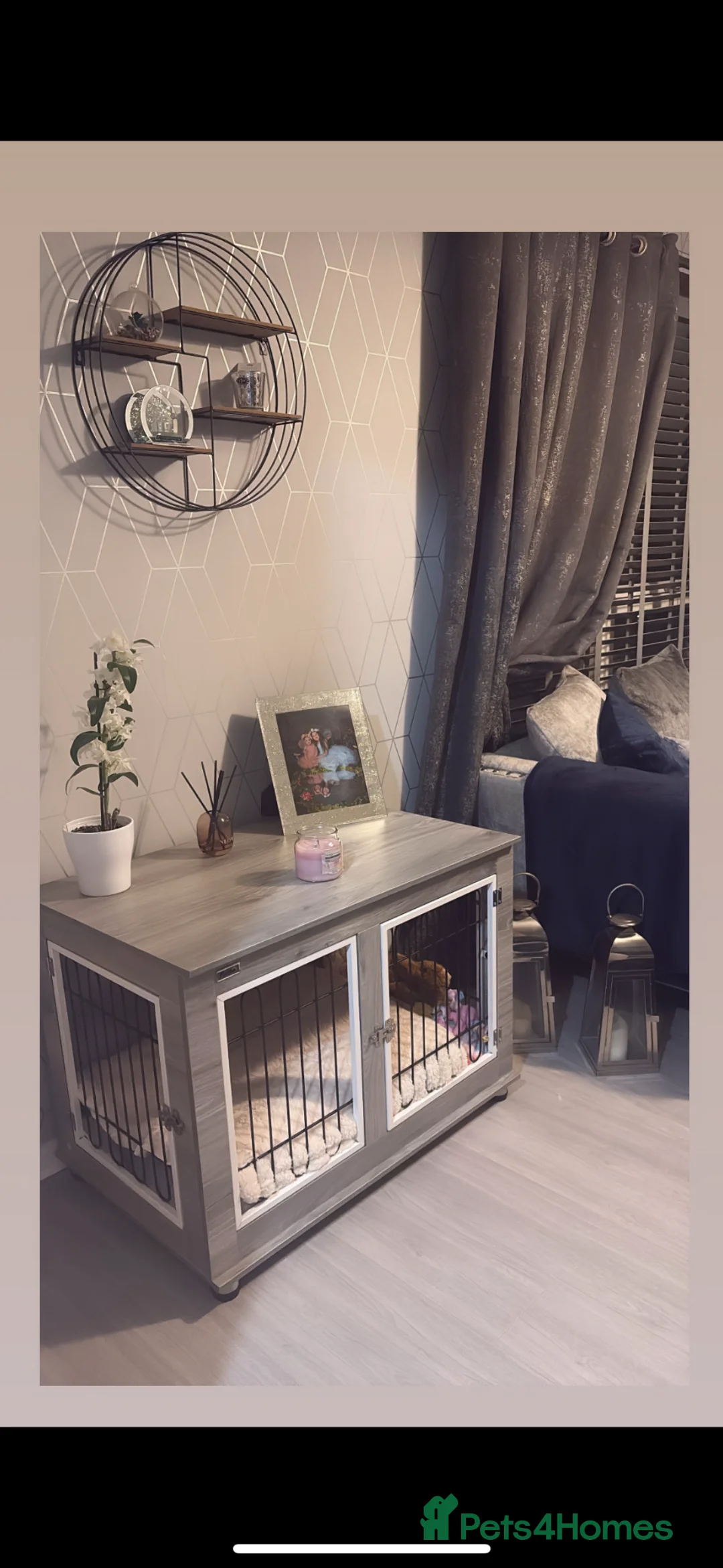 Labrador Retriever dogs for sale: Lab female puppy in Falkirk - Advert 2