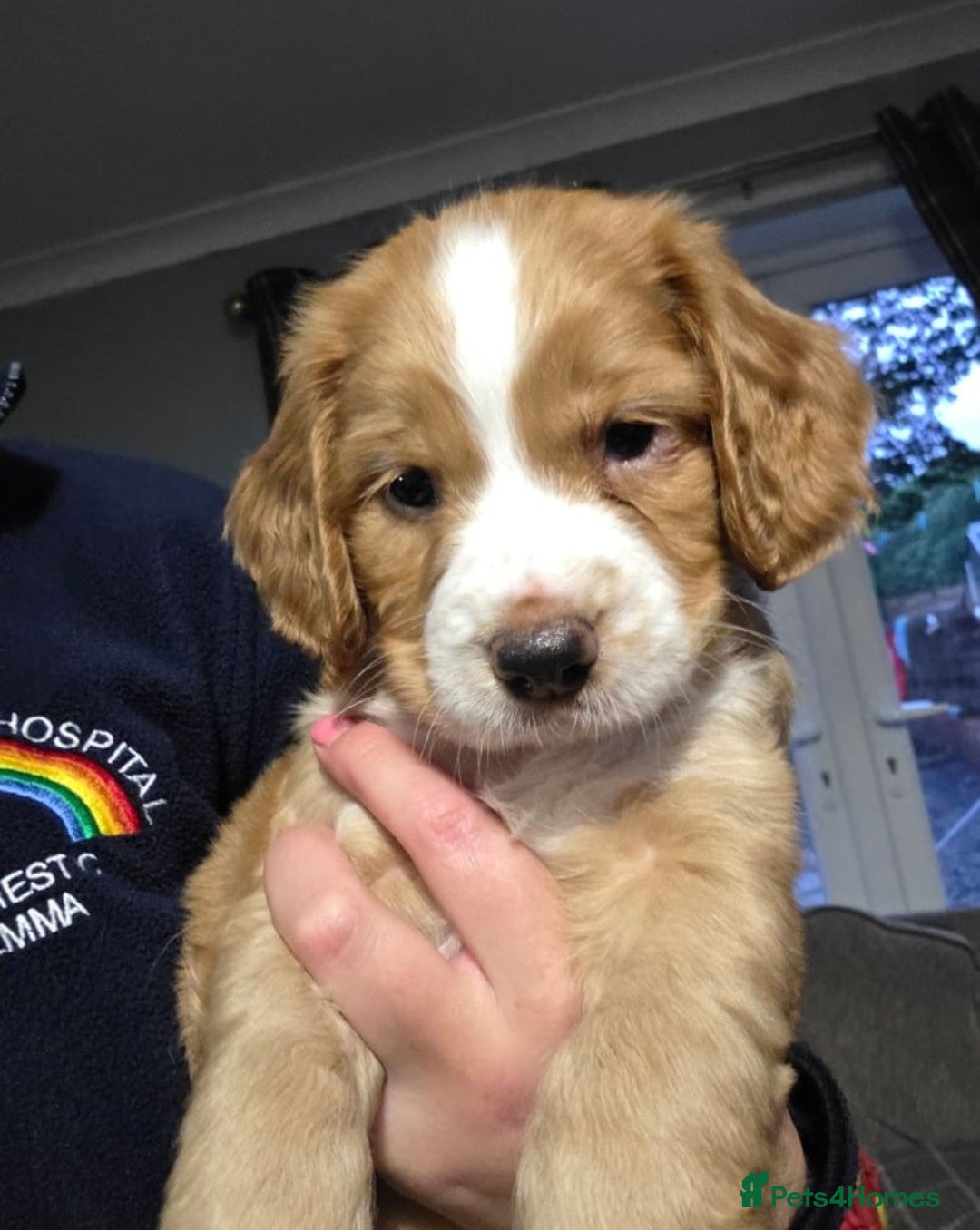 Cocker Spaniel dogs for sale: Cocker spaniel pup - Image 1