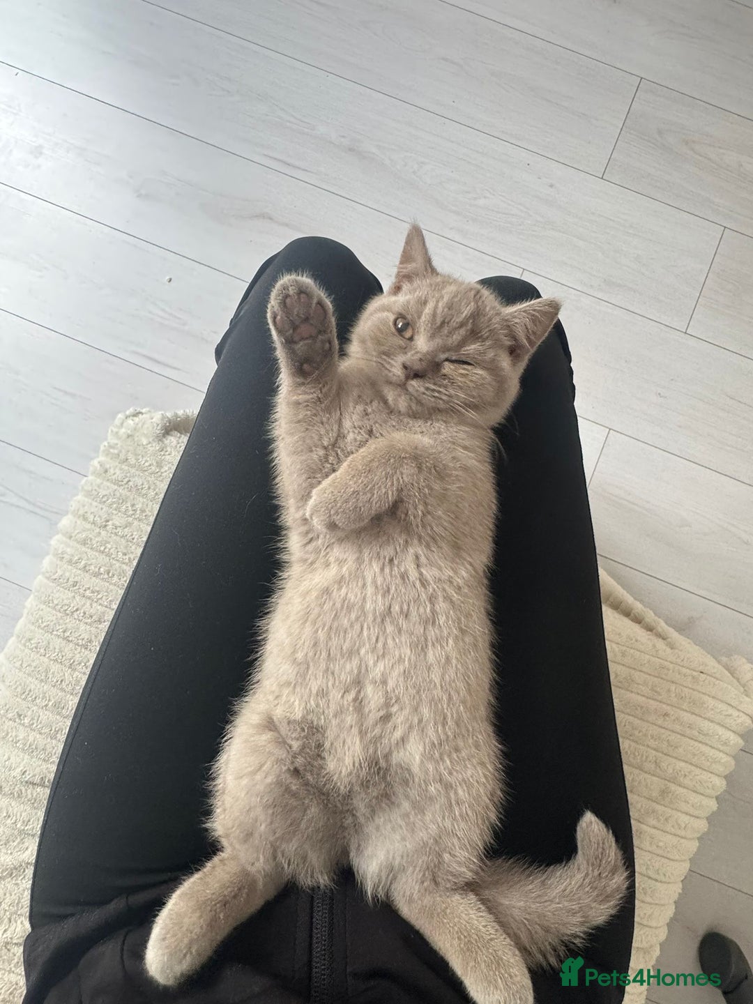 British Shorthair cats for sale: Female British Shorthair - £200 package included! - Image 2