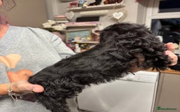 Doxiepoo dogs for sale: doxipoo puppies READY NOW - Image 6