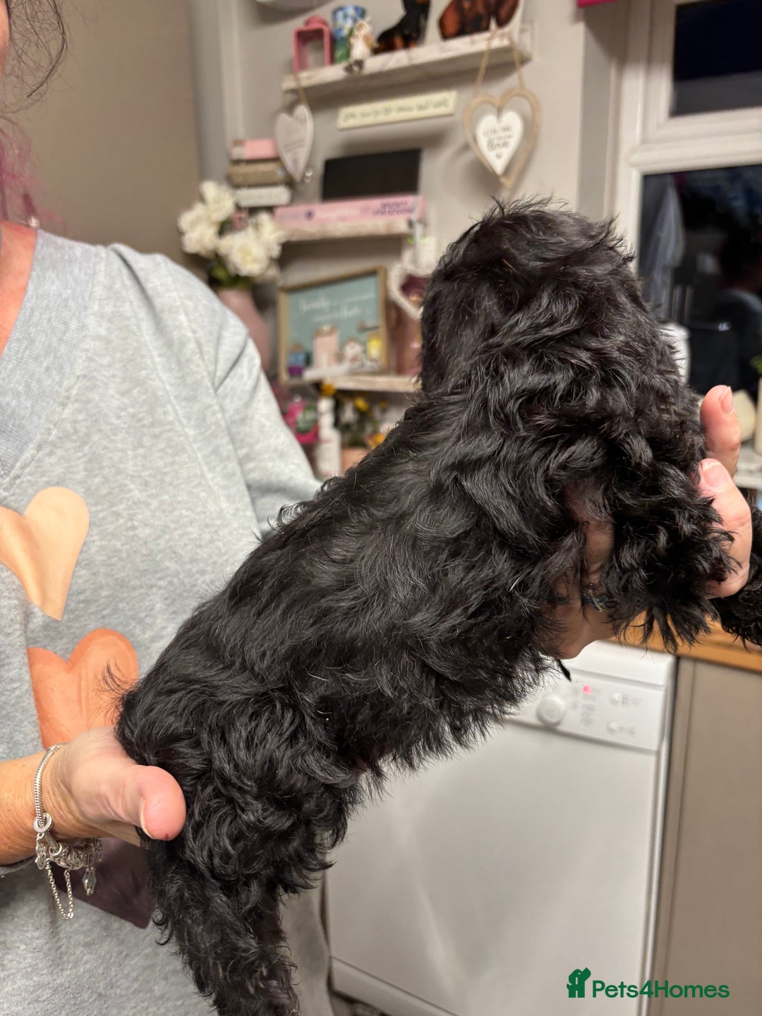 Doxiepoo dogs for sale: doxipoo puppies READY NOW - Image 6