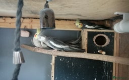 Cockatiels birds for sale: Range Of Cockatiels *read description - Image 10