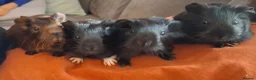 Guinea Pig rodents for sale: Gorgeous baby boars - Advert 2