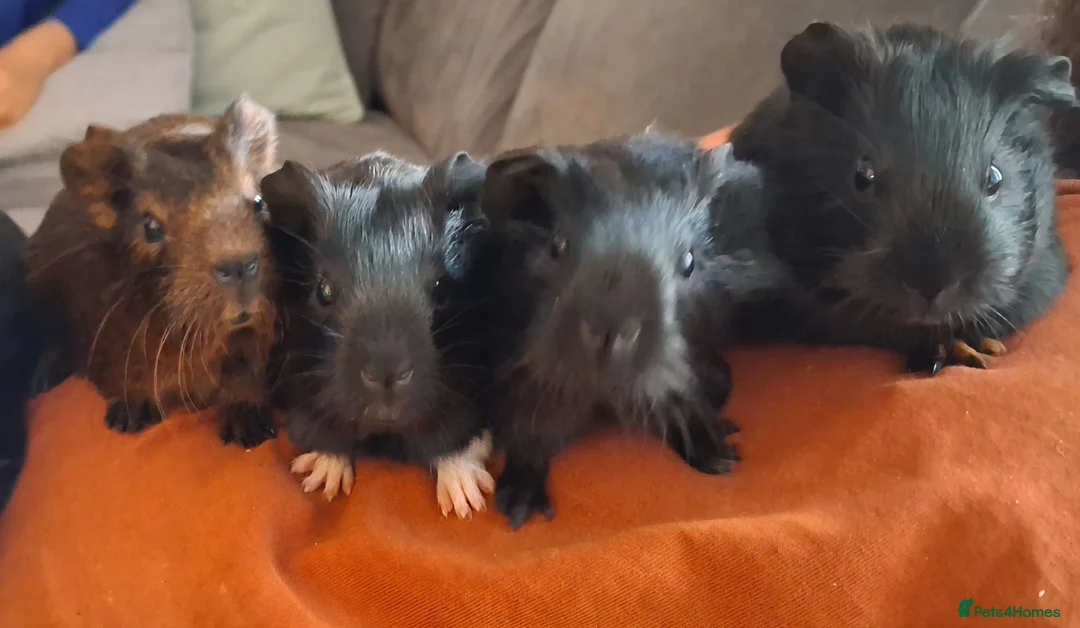 Guinea Pig rodents for sale: Gorgeous baby boars - Advert 2