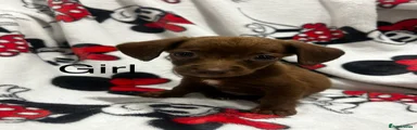 Chiweenie 4