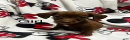 Chiweenie dogs for sale: Chieeenies now reddy for there new homes  - Advert 5