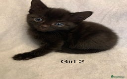 Mixed Breed cats for sale: 💚 3 male  💜 2 female  - Image 15