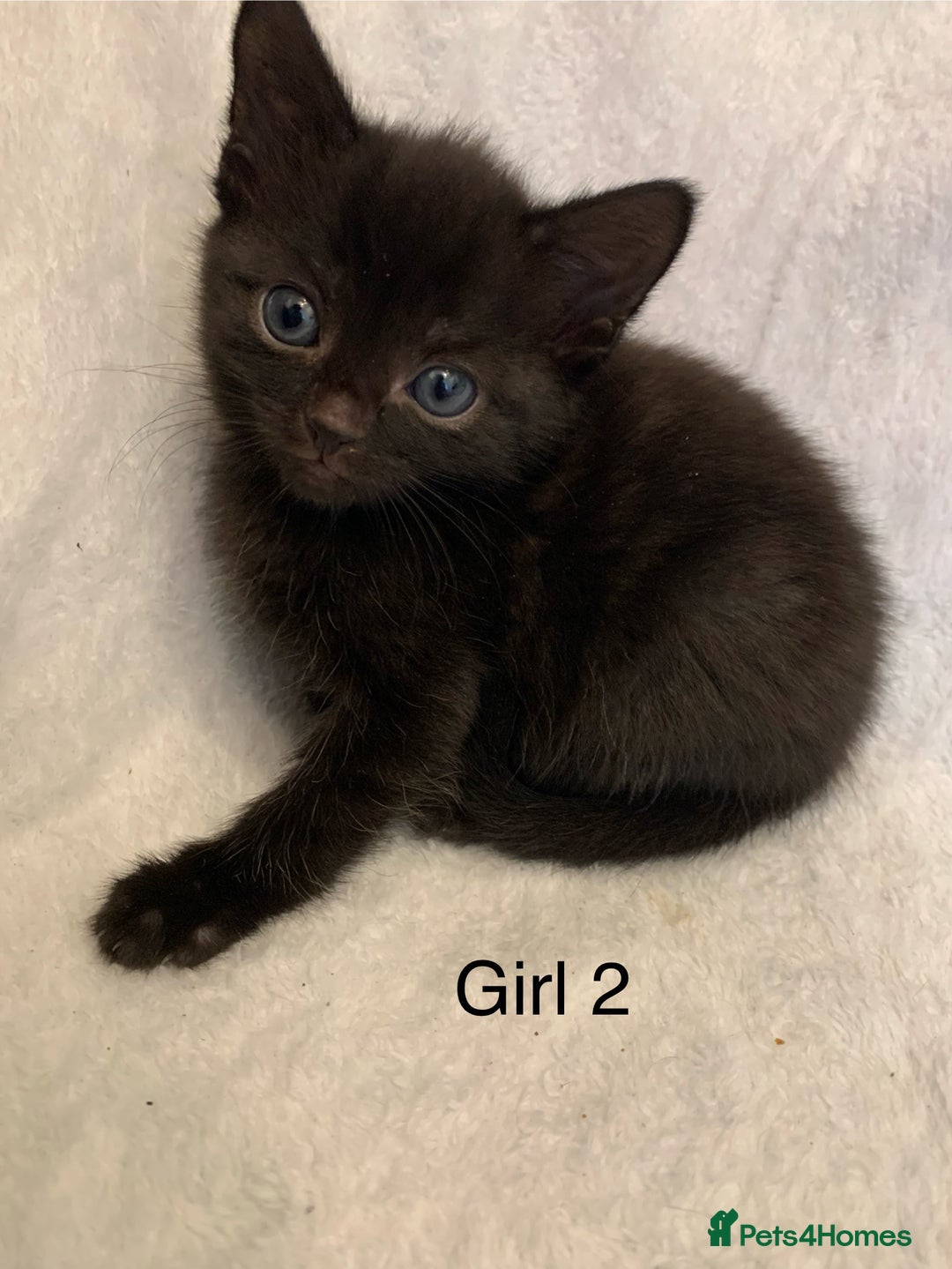 Mixed Breed cats for sale: 💚 3 male  💜 2 female  - Image 15