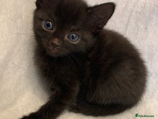 Mixed Breed cats - Advert 32