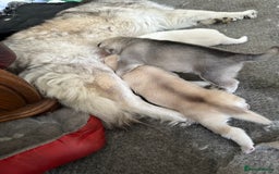 Siberian Husky dogs for sale: Husky Puppies  - Image 19
