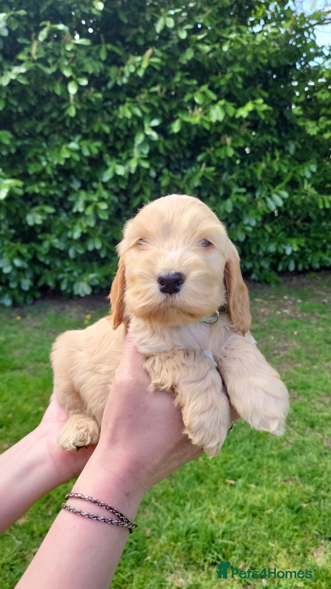Cocker Spaniel Golden Mix English Cocker Spaniel Cross Retriever