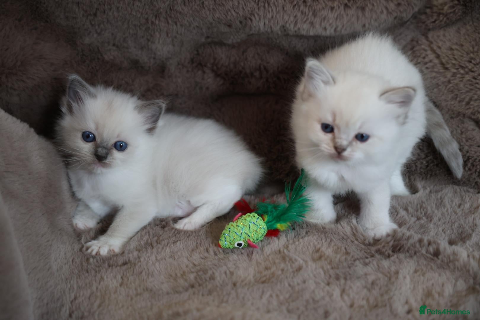 Ragdoll cats for sale: GCCF Ragdoll kittens. Lynx, Blue point, mitted. - Advert 23