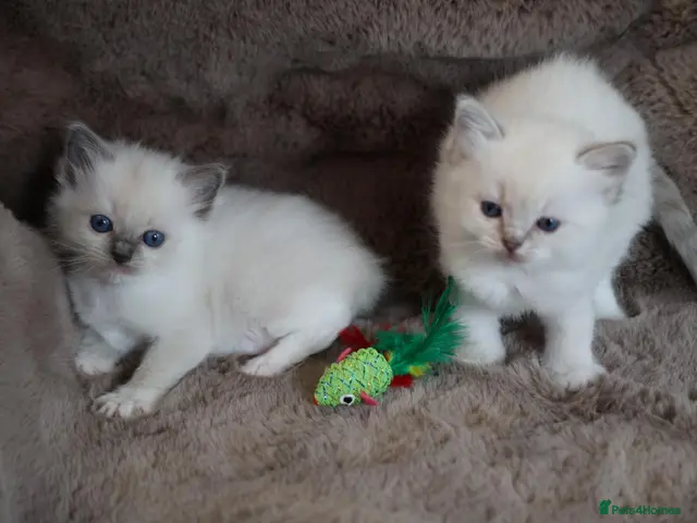 Ragdoll cats for sale: GCCF Ragdoll kittens. Lynx, Blue point, mitted. - Advert 23