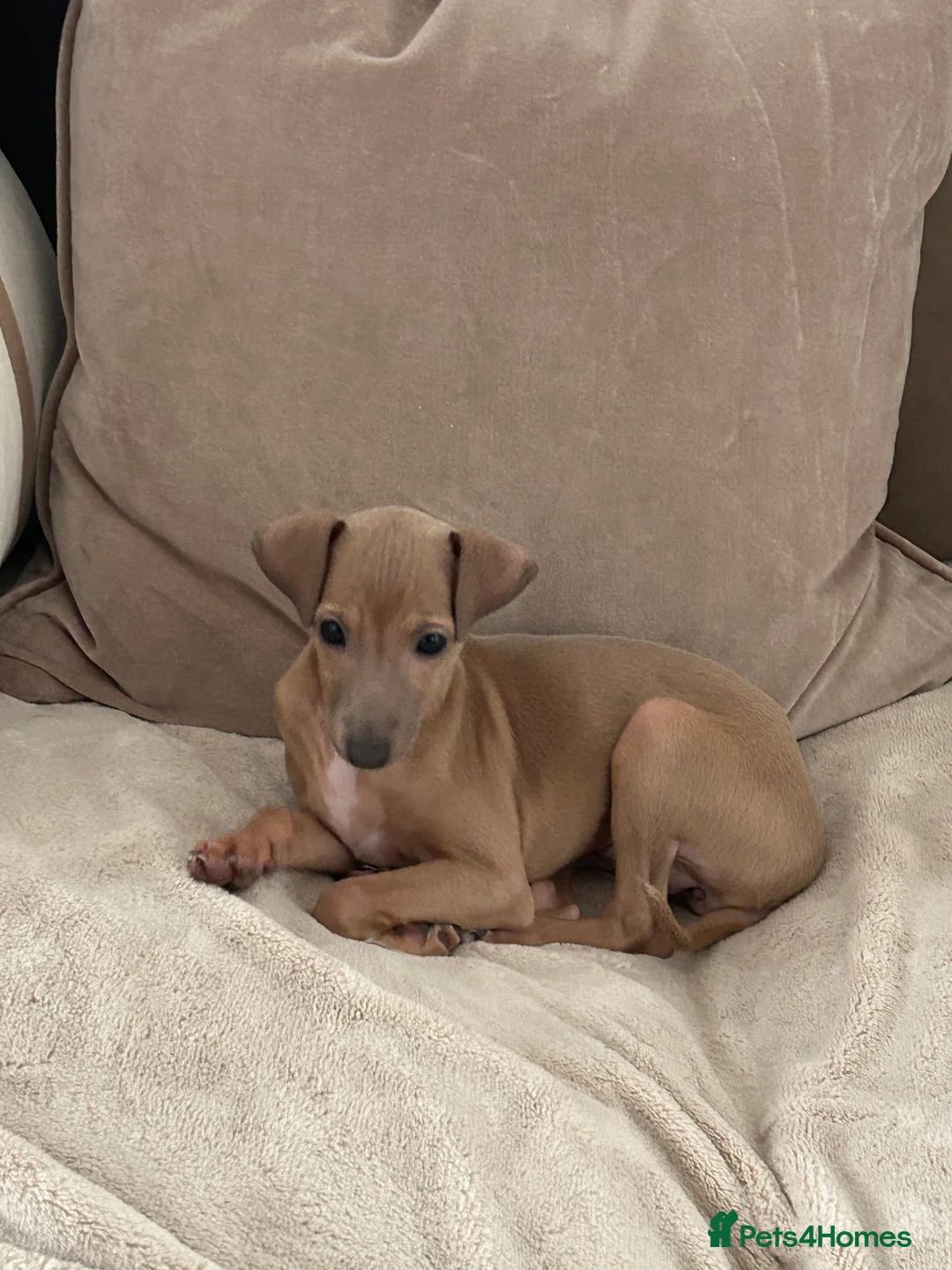 Italian Greyhound dogs for sale: Little girl 🎀KC Reg Italian Greyhound puppy - Advert 2
