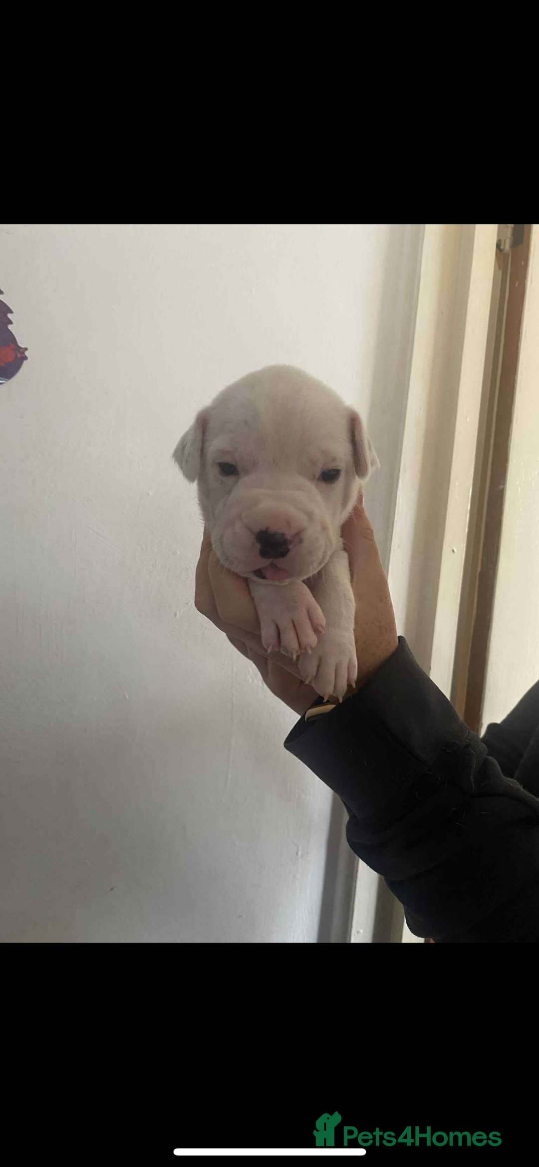Mixed Breed dogs for sale: Staffyxdalmation st bernard - Image 5