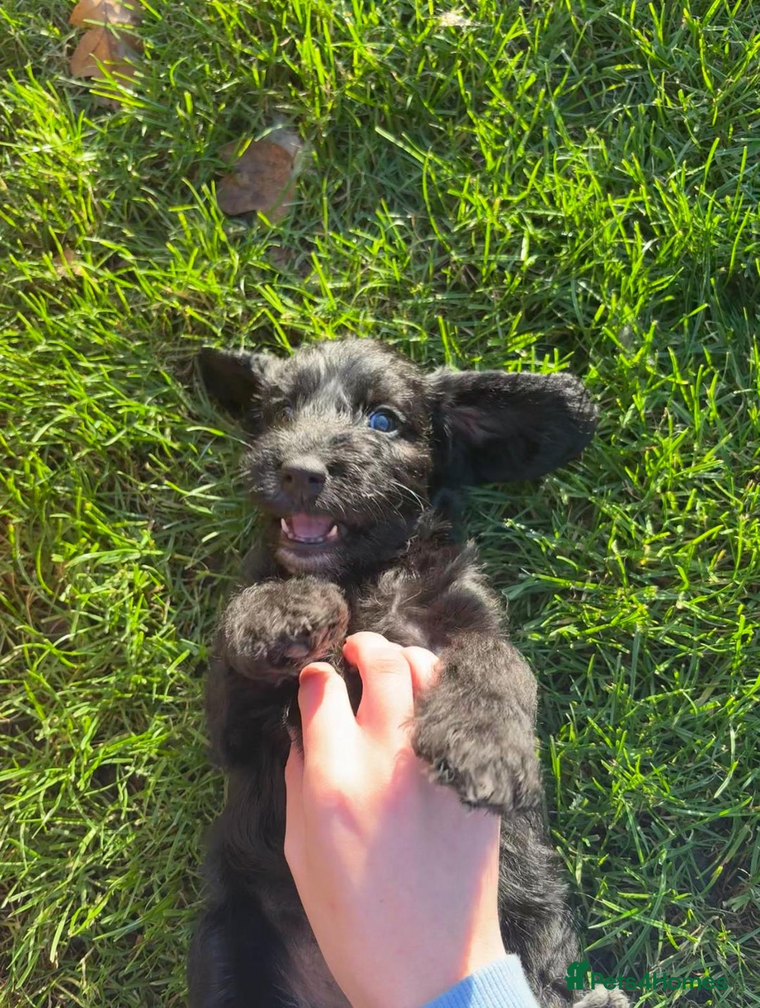 Mixed Breed dogs for sale: Bedlington cross cocker spaniel puppies  - Image 2