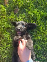 Mixed Breed dogs - Advert 9