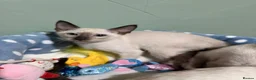 Siamese cats for sale: The Traditional Siamese Team🥰😻 - Advert 12