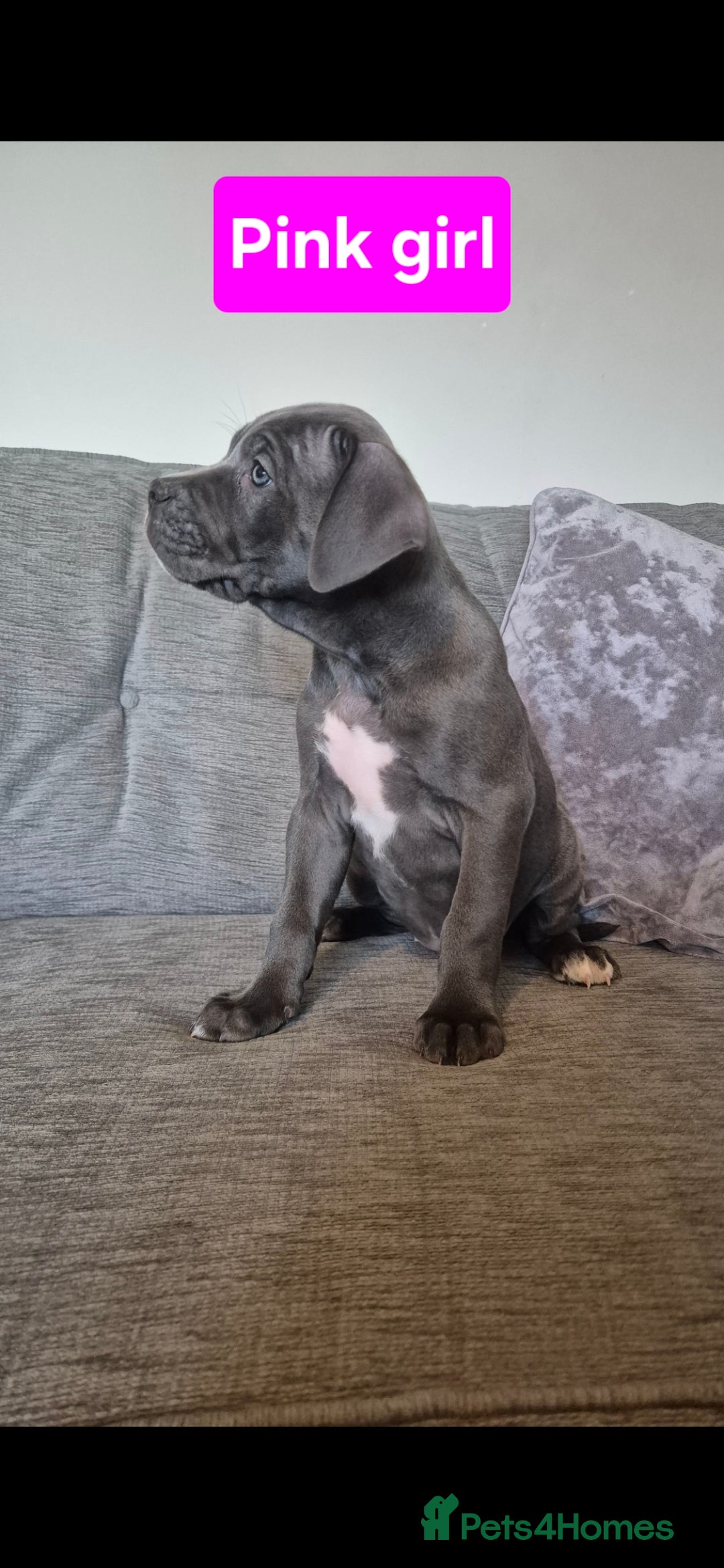 Cane Corso dogs for sale: Ready for new homes, cane corsos.  - Advert 14