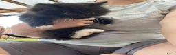 Mixed Breed cats for sale: Adorable Mixed Breed Kittens Ready For New Homes - Advert 7