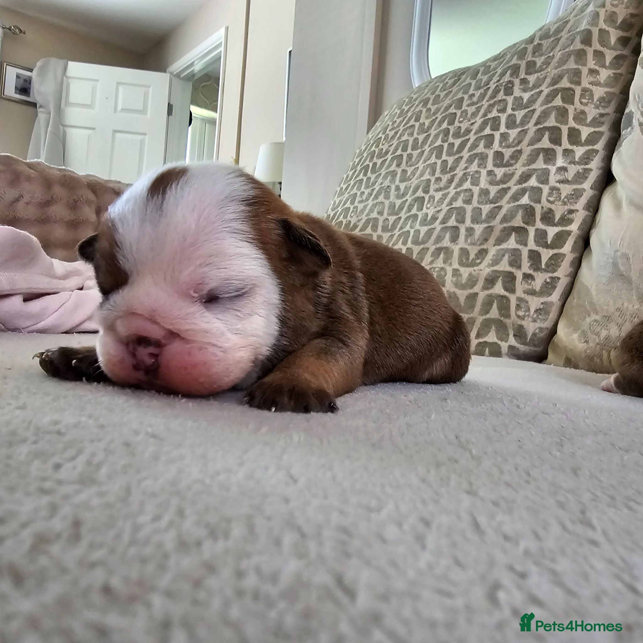English Bulldog dogs British bulldog pups - Advert 11