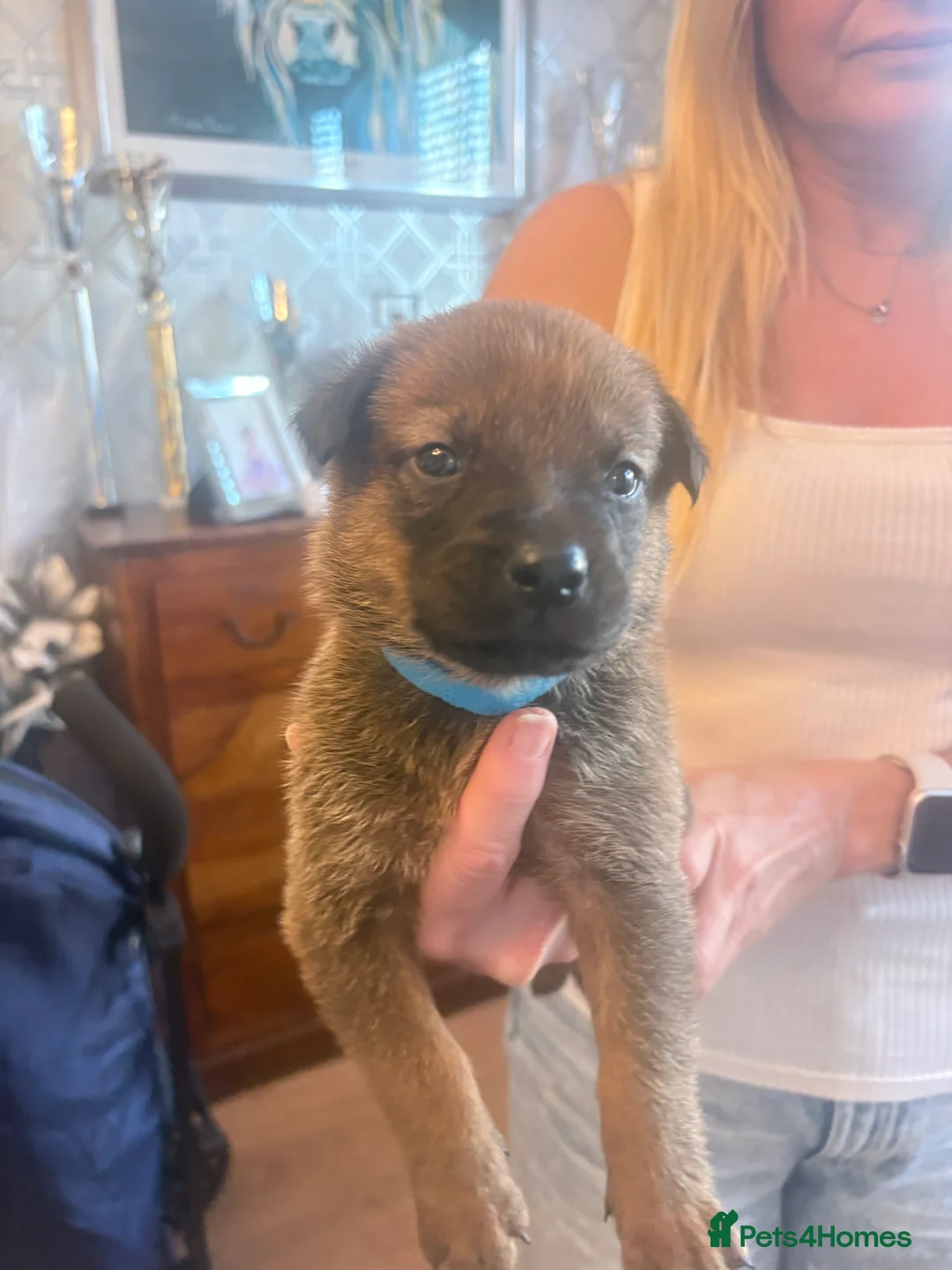 Mixed Breed dogs for sale: Beautiful Rottweiler + Belgian Malinois Puppies  - Advert 2