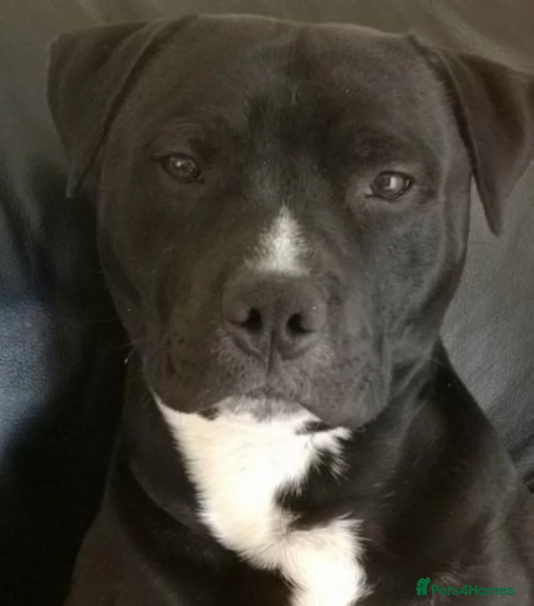 Staffordshire Bull Terrier dogs for stud: Gorgeous boy for stud in Bridgwater - Advert 1