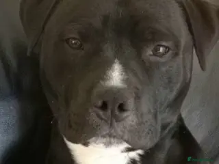 Staffordshire Bull Terrier dogs Gorgeous boy for stud - Advert 1