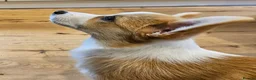 Welsh Corgi Pembroke dogs for sale: Ready now! RKC Welsh Corgi Pembroke puppies - Advert 6