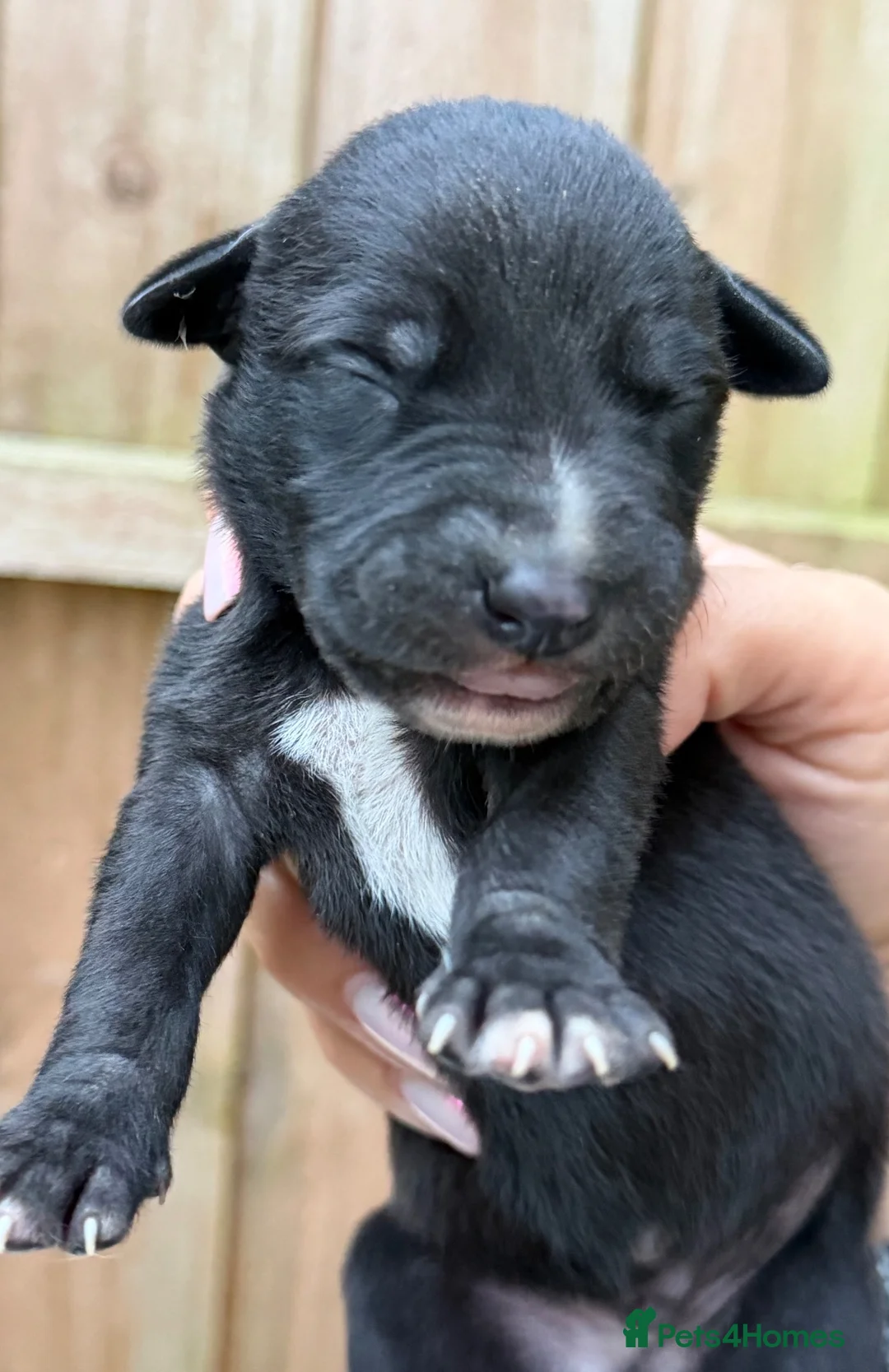 Whippet dogs for sale: Whippet puppies  - Advert 2