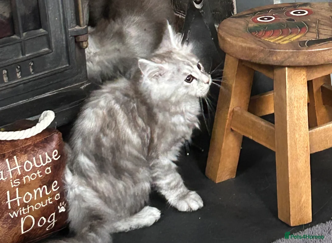 Maine Coon cats for sale: Tica Registered female Maine Coon kittens - Advert 12