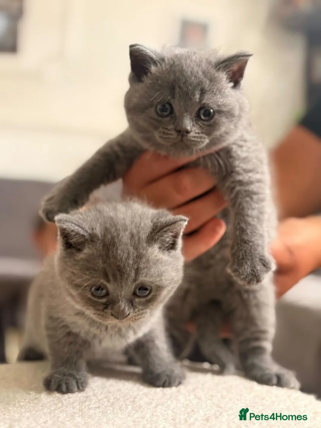 British Shorthair cats for sale: British Shorthair kittens in South Ockendon - Advert 5
