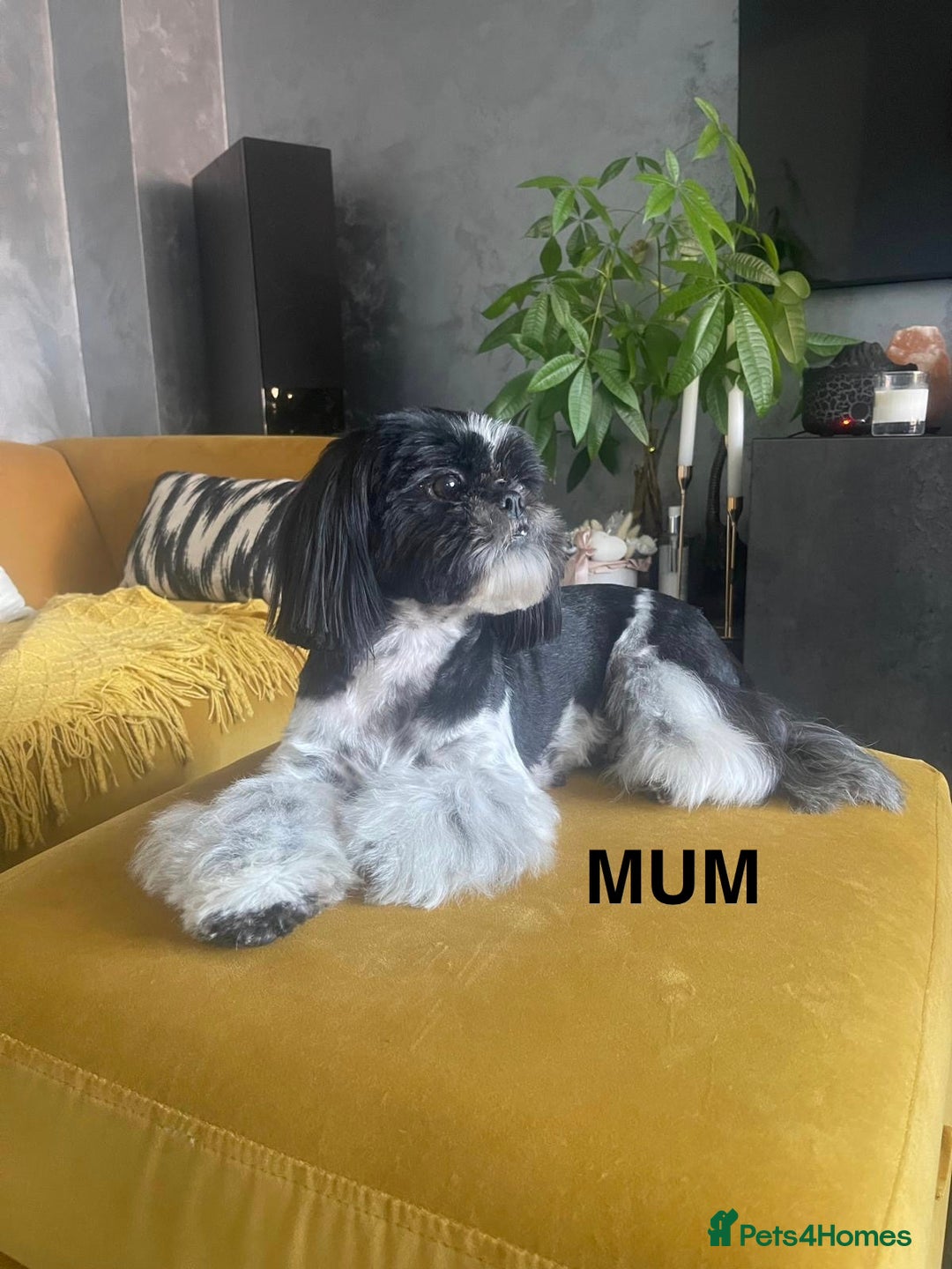 Shih Tzu dogs for sale: Shih Tzu puppies - Advert 2