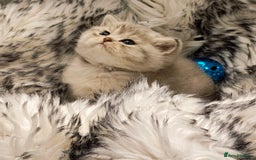 British Shorthair cats for sale: Blue, lilac, chocolate golden girls  - Advert 7