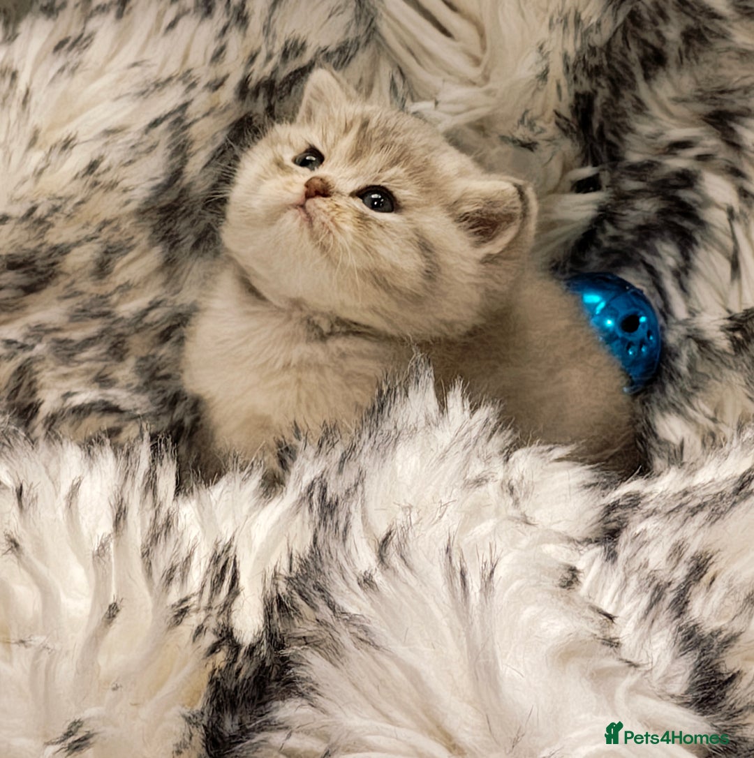 British Shorthair cats for sale: Blue, lilac, chocolate golden girls  - Advert 7