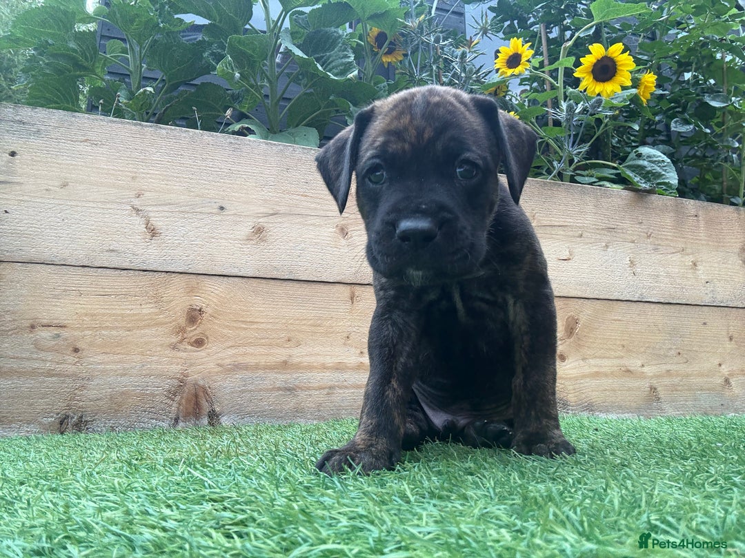 Mixed Breed dogs for sale: Male Labrador X puppy  - Image 5