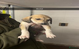 Saluki dogs for sale: Saluki/ LURCHER pups - Image 2