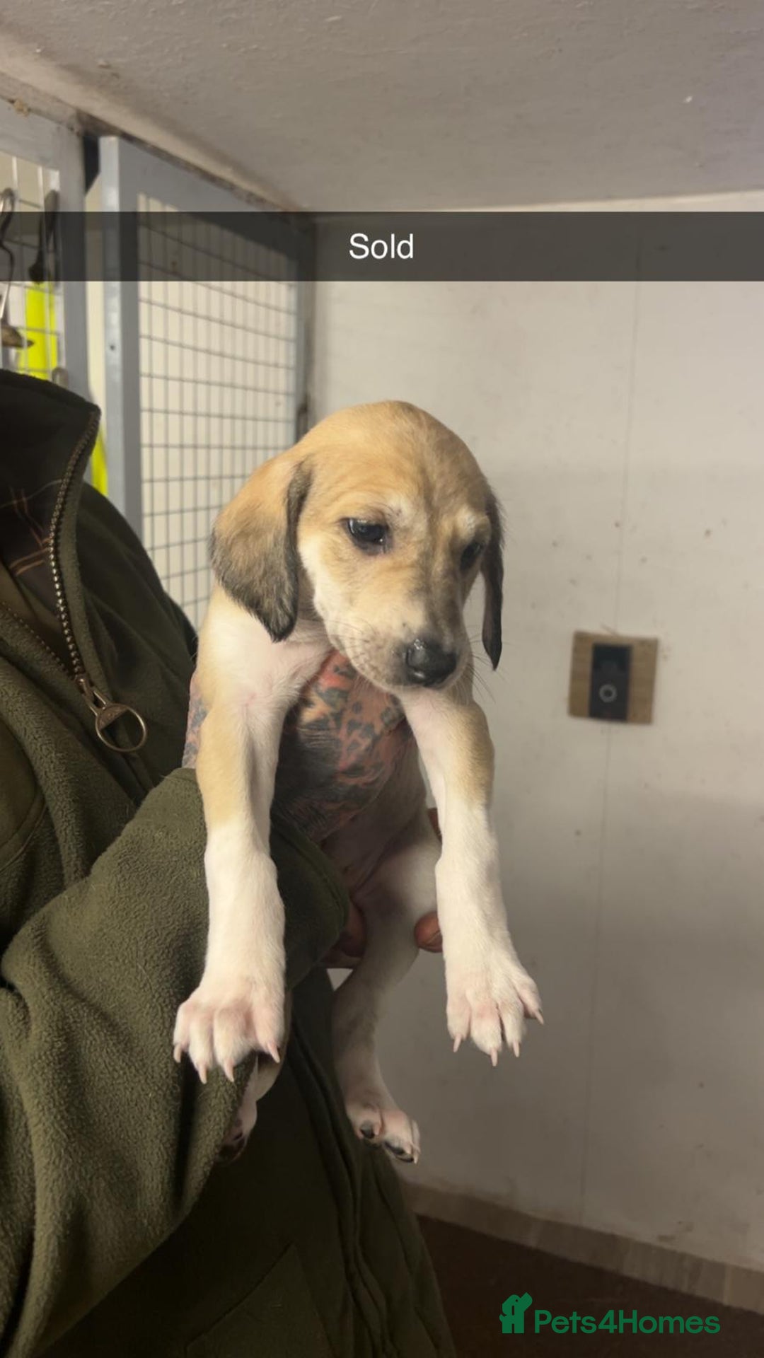 Saluki dogs for sale: Saluki/ LURCHER pups - Image 2