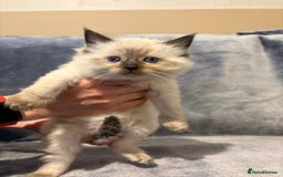 Ragdoll cats for sale: Beautiful ragdoll kittens for sale  - Advert 7