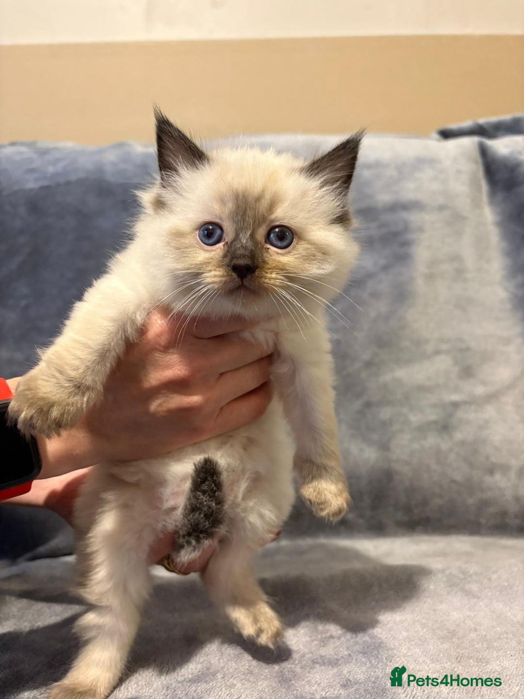 Ragdoll cats for sale: Beautiful ragdoll kittens for sale  - Advert 7