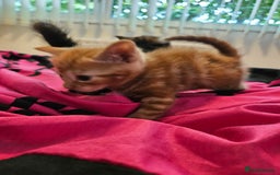 Mixed Breed cats for sale: Kittens for sale - Image 9