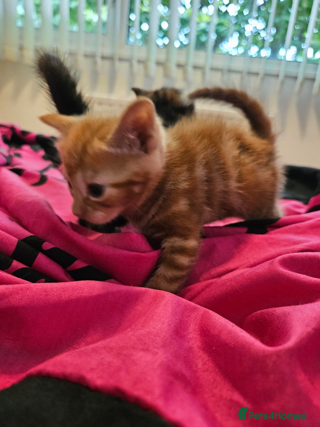 Mixed Breed cats for sale: Kittens for sale - Image 9