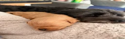 Pugapoo dogs for sale: 2 adorable boy pugapoo puppies for sale  in Slough - Advert 13
