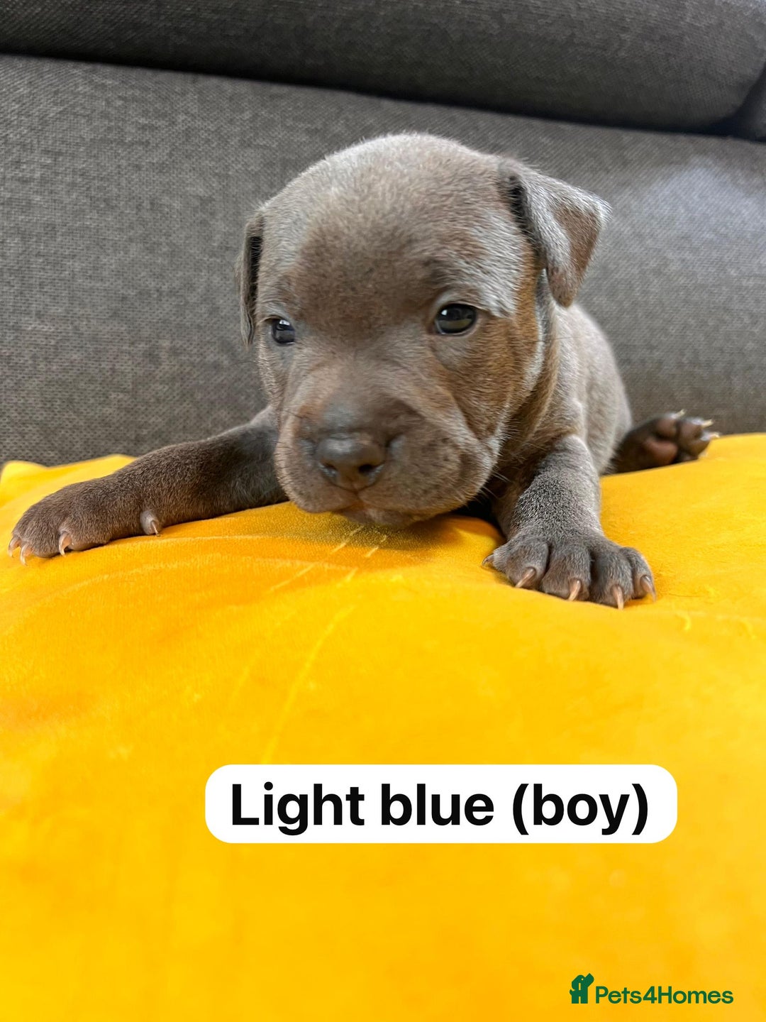Staffordshire Bull Terrier dogs for sale:   Champion-KC.Reg.Blue Staffordshire Bull Terrier  - Image 29